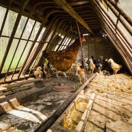 Một số cách giữ nước cho gà tại Daga388