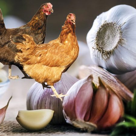 Lợi ích của tỏi và hành cho gà trong chăn nuôi
