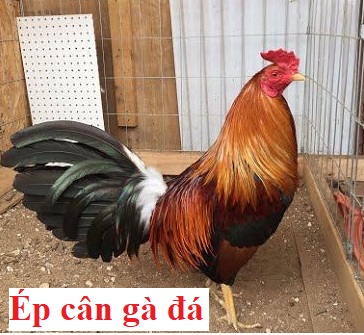 Hướng dẫn cách ép cân gà đá hiệu quả nhất