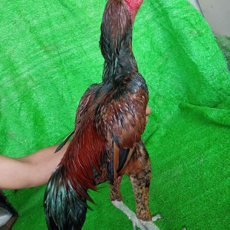 Giới thiệu về gà chọi cánh tiên? Gà chọi cánh tiên đá tốt không?