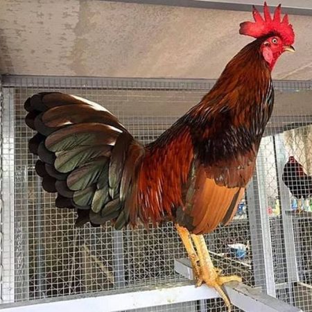Hướng dẫn nuôi gà đá bo lớn, giúp chiến kê khỏe mạnh nhất