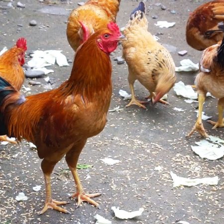 Hướng dẫn làm tăng trọng lượng cho gà tại Daga388