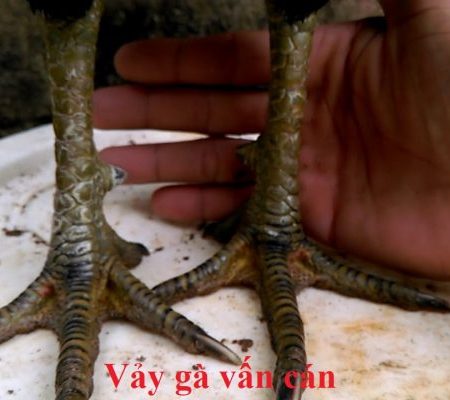 Vảy vấn cán là gì? Gà chọi vẩy vấn cán đá tốt hay không?