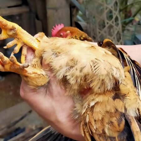 Gà không cựa là gì? Khắc phục tình trạng này như thế nào?