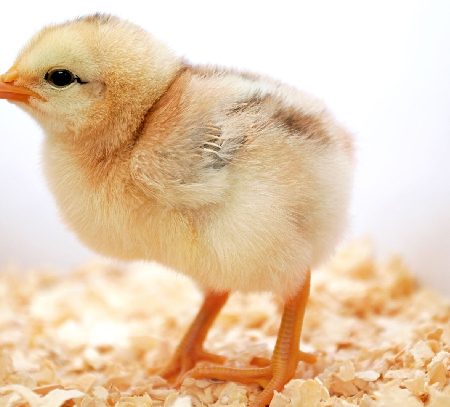 Nuôi gà con mới nở an toàn nhất như thế nào?