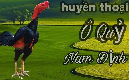 Tìm hiểu về giống gà chọi Bình Đình