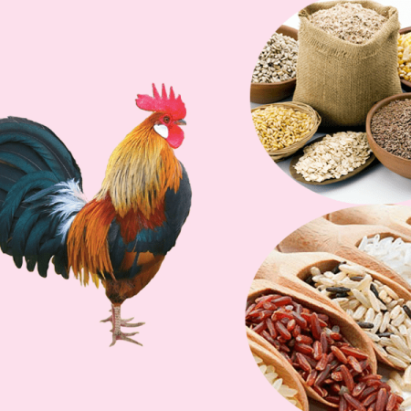 Mẹo nuôi gà đá cựa sắt cho người mới đơn giản nhất