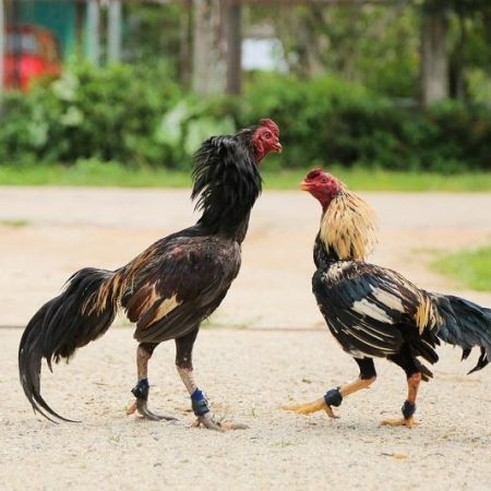 Ép cân gà đá là gì? Hướng dẫn ép cân gà đá