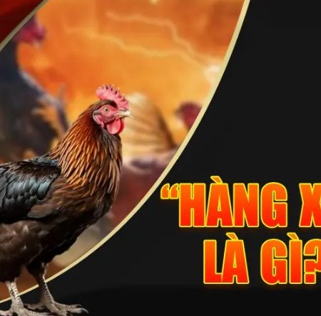 Đá gà hàng xáo là gì? Top 3 kinh nghiệm đá gà bất bại
