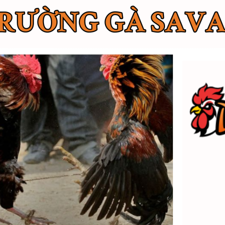 Đá gà Savan – Nơi quy tụ sự kiện đá gà hàng đầu hiện nay