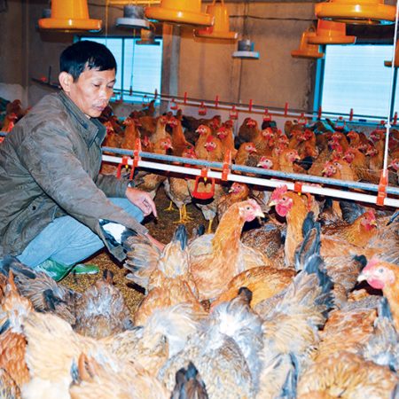 Chăm gà mùa lạnh như thế nào hiệu quả
