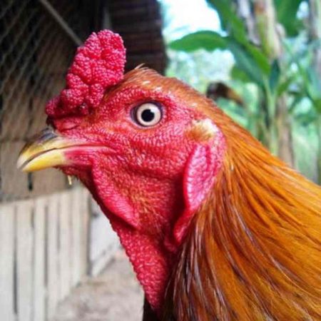 Gà lưỡng nhãn là gì? Tìm hiểu về gà lưỡng nhãn