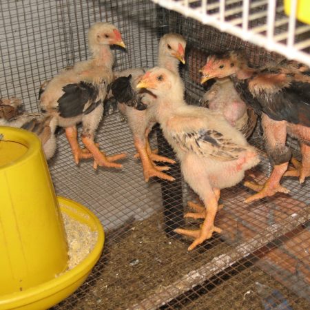 Nguyên nhân gà đông tảo chậm lớn, còi cọc tại Daga388