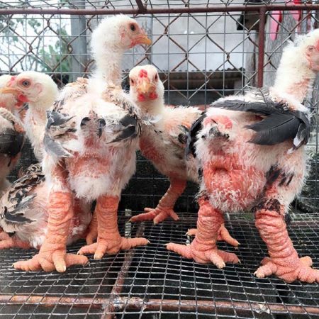 Hướng dẫn nuôi giống gà đông tảo thuần chủng tại Daga388 (phần 2)