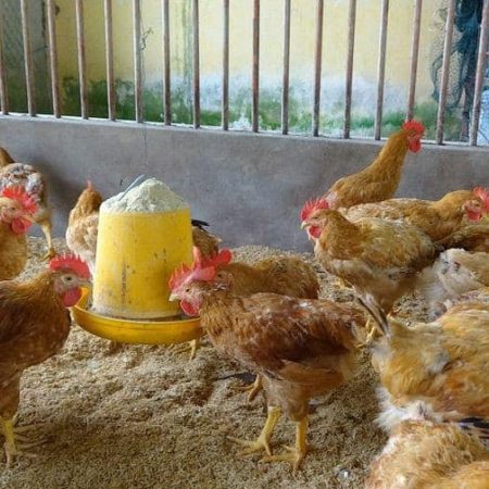 Cách chăn nuôi giống gà Tàu Vàng tại Daga388 (phần 3)