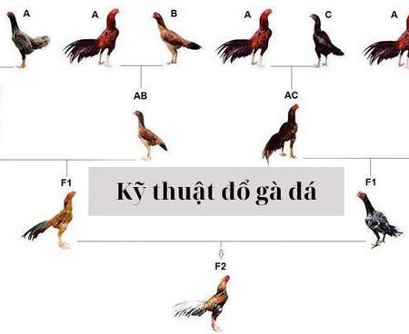 Đổ gà đá là gì? Tìm hiểu cách đổ gà đá hiệu quả.