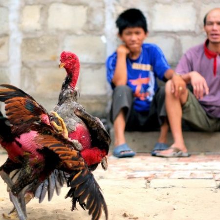 Lối đá gà buông tát là gì? Tìm hiểu lối đá buông tát độc đáo