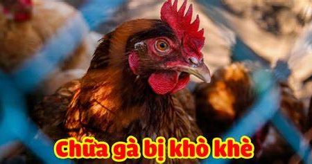 Bí quyết chữa trị gà bị khò khè nhanh chóng tại nhà