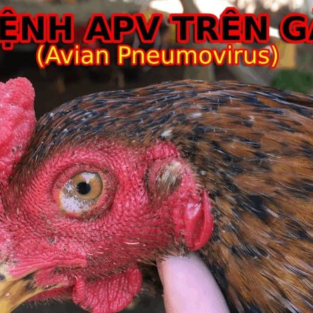 Bệnh APV ở gà là gì? Hướng dẫn điều trị hiệu quả tại nhà