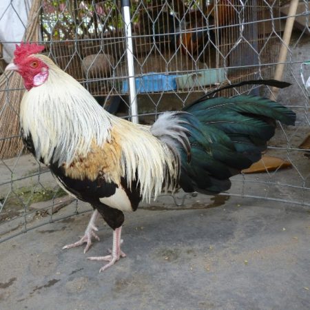 Chiến kê sống bao lâu – Tìm hiểu về tuổi thọ gà đá