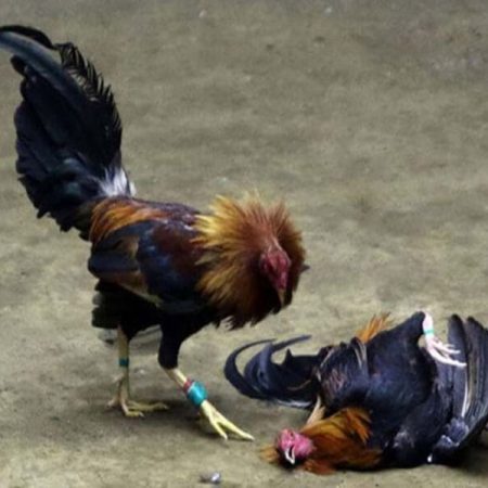 Gà bị đánh thuốc – dấu hiệu và cách xử lý gà bị đánh thuốc